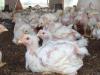 1500 illegálisan tartott csirkének kellett pusztulnia