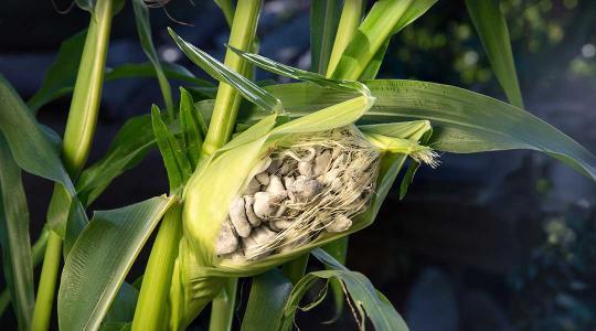 Mikor érdemes betakarítani, ha golyvásüszög támadta meg a kukoricát?