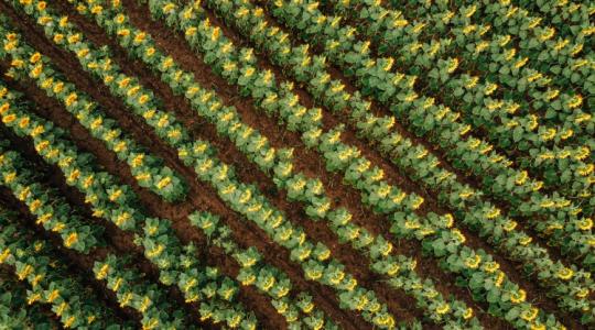 Összeérnek a szálak: a talajmegújító gazdálkodást előbb-utóbb az élelmiszeripar is honorálja