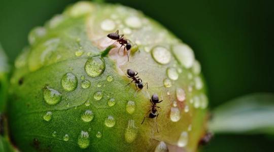 A hangyák bizonyos terményeknél kiválthatják a rovarölő szereket