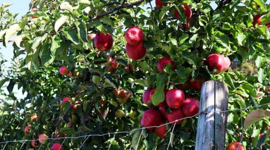Az alma piaca: rendkívül heterogén módon alakul a termés 