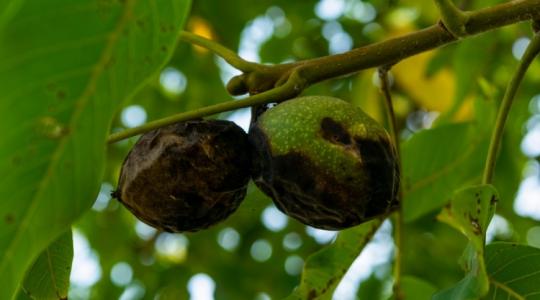 Idén is jelentős károkat okozott a dióburok-fúrólégy a kisméretű gyümölcsösökben