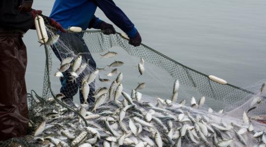 Katasztrofális méreteket ölt a túlhalászás