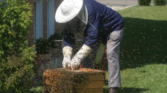Olcsóbb az ukrán méz, mint a kínai, elég nagy a baj a mézpiacon