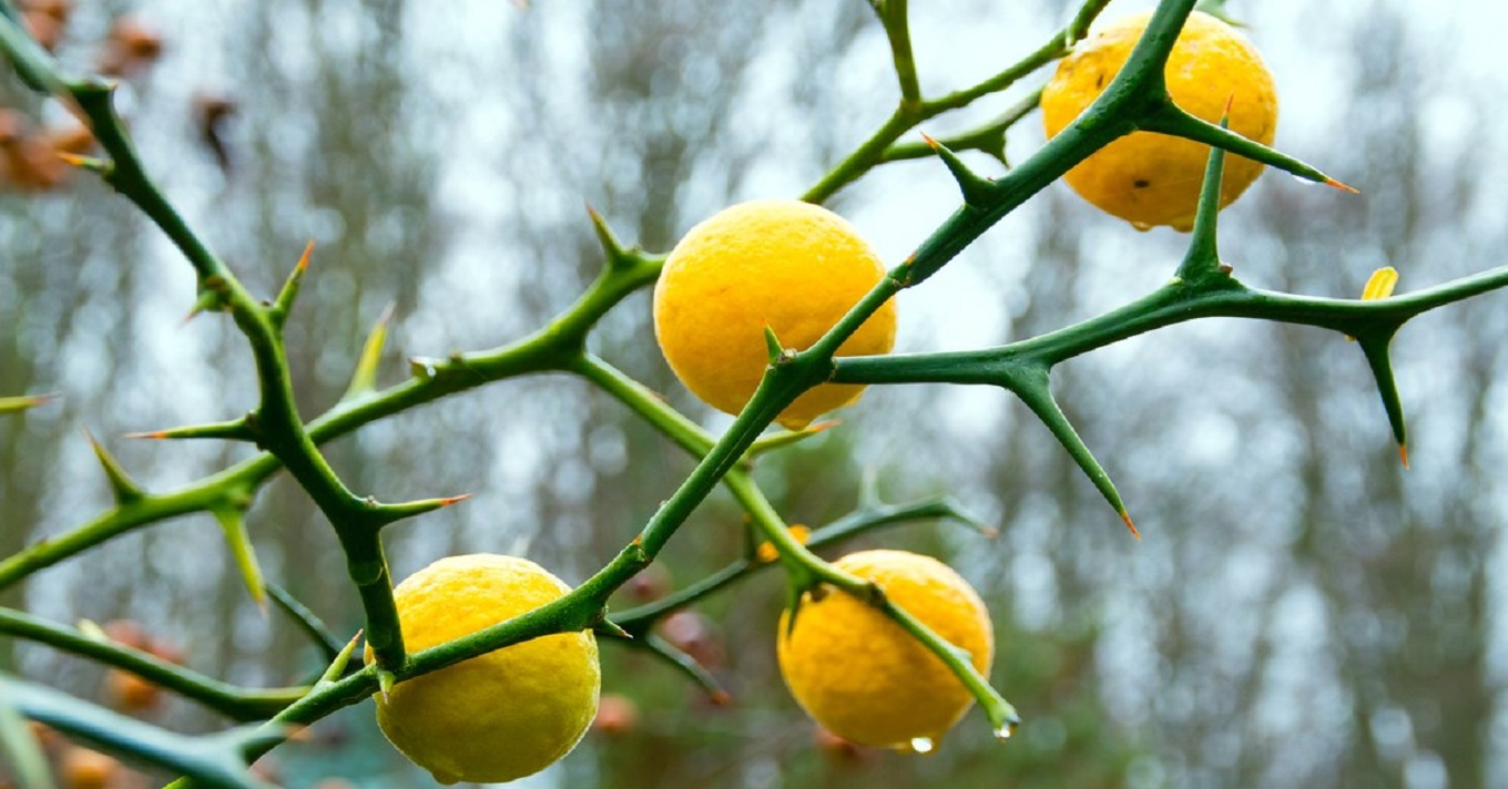 vadcitrom citrom