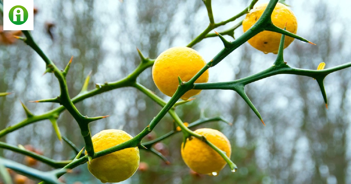 Плоды бывают красные и желтые. Понцирус трифолиата Poncirus trifoliata. Цитрус трифолиата. Понцирус (цитрус морозостойкий). Poncirus trifoliata (Citrus, понцирус).