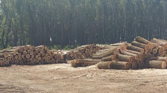 Nem áll meg az erdeink pusztulása: a bükkösök, tölgyesek és fenyvesek állapota is romlik 