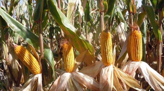 Az új hibrid kukoricák a klímaváltozás kihívásaira is reagálnak