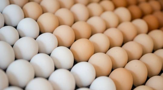 Megdöbbentő: 2023 márciusában csaknem 100 millió darab tojás érkezett Ukrajnából