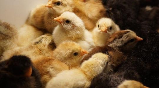 Génszerkesztett csirkékkel a madárinfluenza ellen