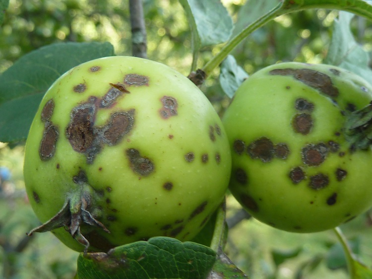 almavarasodás