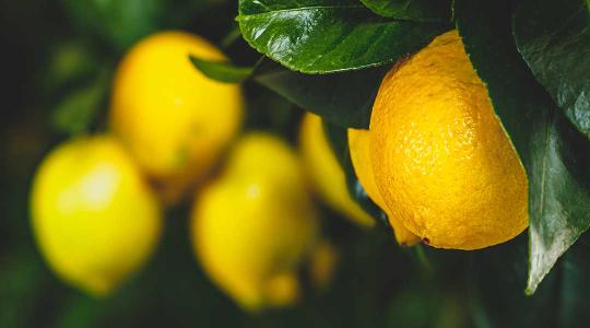 Magyar citrom: évi több tonnát terem az ültetvény, hatalmas a sikere