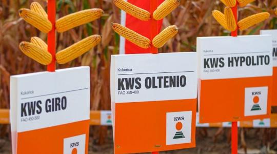 Csökkentse a kockázatot a KWS modern kukoricahibridjeivel!