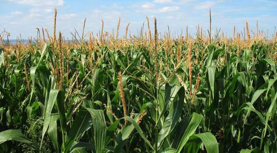 Botrányos szabotázsakciók: veszélyes fémtárgyak a kukoricaföldeken