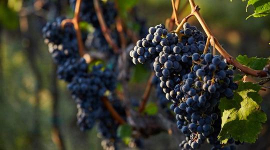 Kiváló borok születhetnek Veszprém megyében 