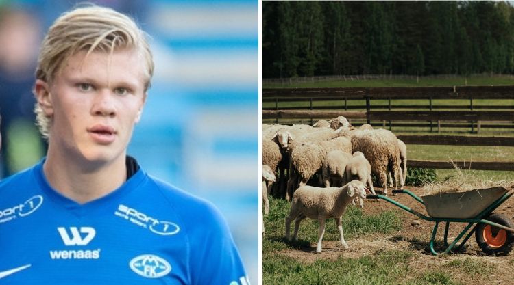 Erling Haaland a norvég labdarúgó arról tájékoztatta az újságírókat, hogy nyugdíjba vonulása után szeretne egy kis farmot, melyen „egészen biztos