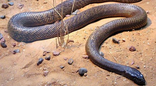 Íme, a világ legmérgezőbb kígyója