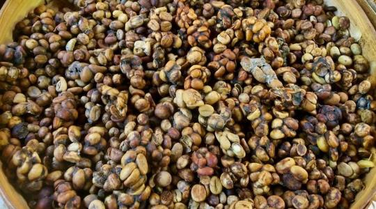 Félmillió forint is lehet 1 kg a világ legdrágább kávéjából