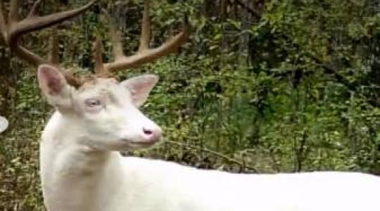 Fehér szarvas bukkant fel az erdőben – itt te is megnézheted! +VIDEÓ
