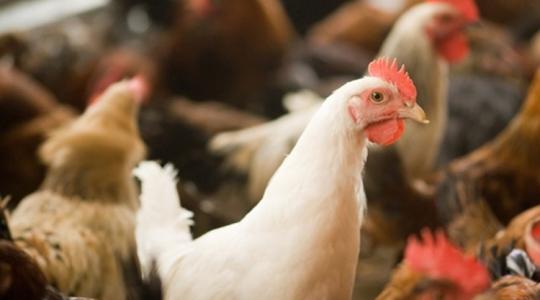 Megdöbbentő, mennyire zsugorodik a csirkék agya a háziasítás során