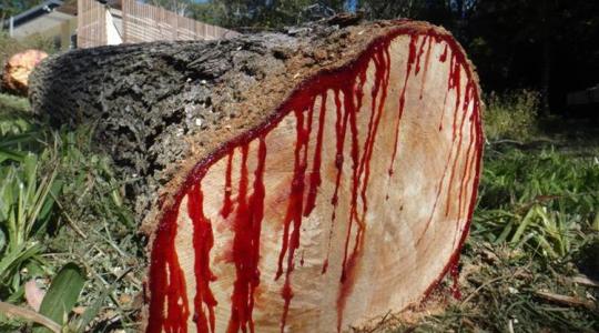 A vérző fa nem csak legenda +VIDEÓ