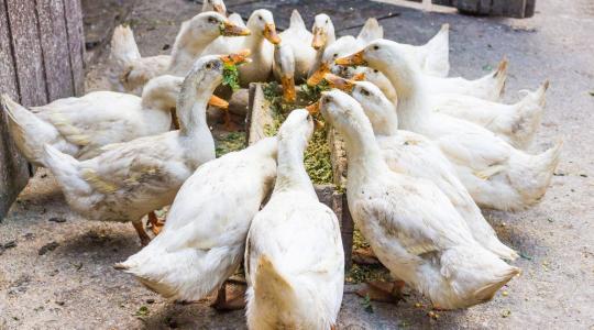 Újra itt van a madárinfluenza: kitört a járvány Hajdú-Bihar vármegyében