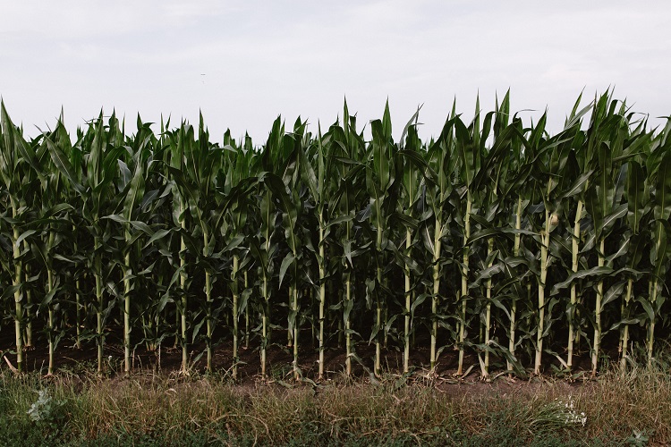 kukoricaállomány 