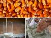 Veszélyes tejtermékek: aflatoxinszennyezés miatt kellett országos ellenőrzést indítani