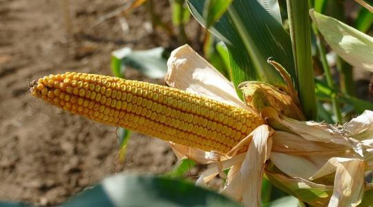 Az évjáratot nem, a jó teljesítményt viszont garantálják a SAATEN-UNION kukoricái