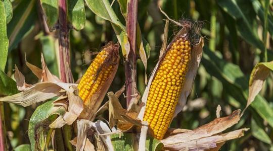 Újra bíznak a termelők a kukoricában