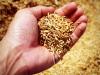 Veszélyes gabona: egészségre káros az ukrán export?