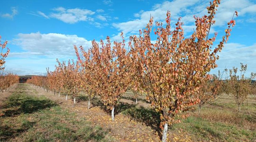 Növényvédelmi előrejelzés: Ne feledkezzünk meg a gyümölcsfák őszi lemosó permetezéséről!