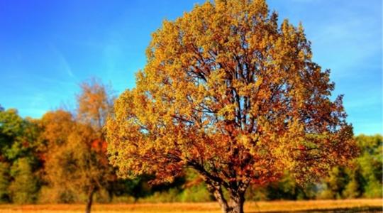 Furcsa ősz: miért van még levél a fákon, és miért nem színesednek?