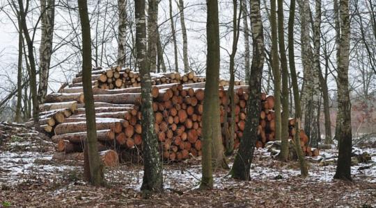 Meddig jogosultak mezőgazdasági alaptámogatásra a támogatásból létesült erdőtelepítések területei?