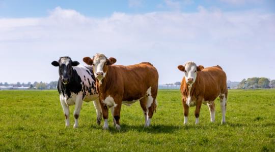 Veszett szarvasmarhát találtak Észak-Magyarországon