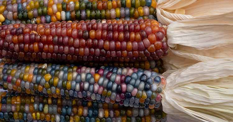 a mai kukoricához alig hasonlító teosinte, a ma termesztett fajtáknál háromszor több fehérjét tartalmazott