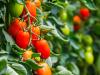 Uniós támogatás zöldség-gyümölcs termelői szervezeteknek