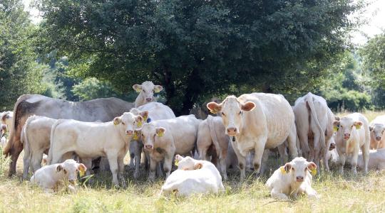 Digitális szenzorokkal követik nyomon a szarvasmarhák egészségi állapotát