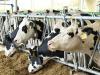 Hatalmas lépés! Precíziós tejtermelő laboratórium épült Kaposváron