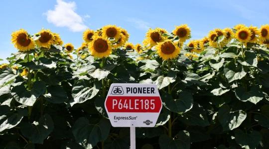 P64LE185 – Új mérföldkő a Pioneer® napraforgó vetőmag értékesítésben