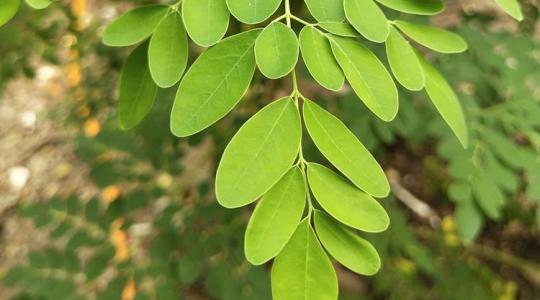 Moringa: egy csodafa, amely igazi szuperélelmiszer és növényi multivitamin