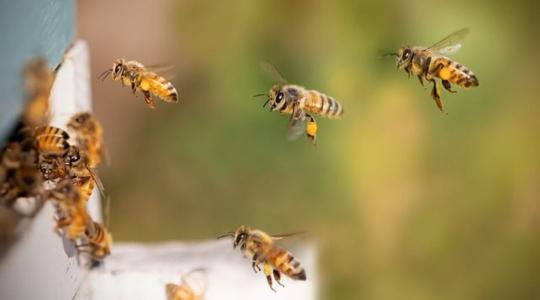 Beporzási válságtól tartanak a kutatók: komoly veszélyben vannak a méhek