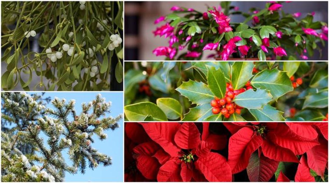 A karácsony növényei – tudod, hogyan kell gondozni őket?