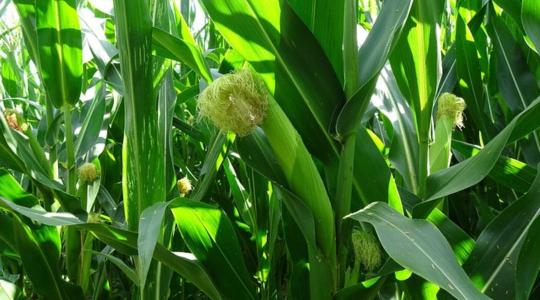 Egy felfedezés, ami hatalmas áttörést jelenthet a kukoricatermesztésben