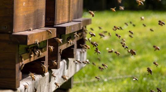 Az IoT megoldások és a mesterséges intelligencia új alapokra helyezi a méhészetet