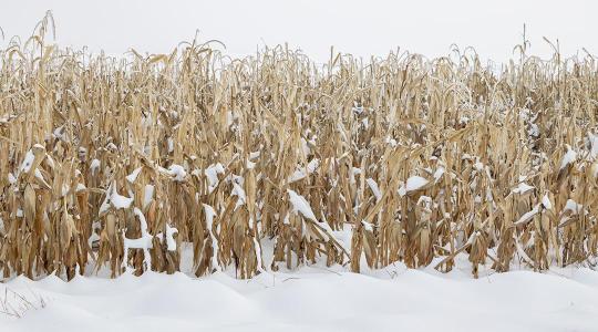 Hatalmas gondban a gazdák a Kisalföldön. Rengeteg kukorica még kint van a földeken