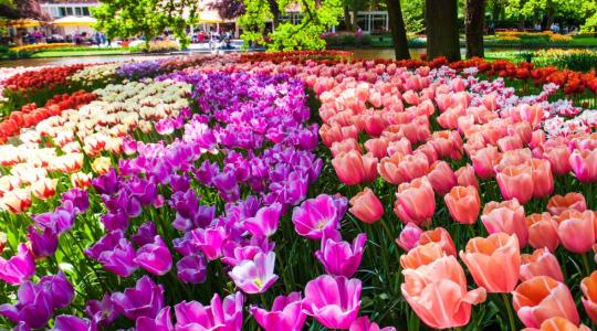 Így lesz szép a tulipánod tavasszal