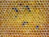 A darazsak és a méhek is arra jutottak, hogy a hatszögletű sejtek kialakítása a leggazdaságosabb