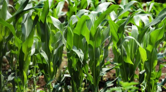 A matematika segíthet a kukoricatermesztésben?