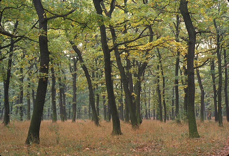 Megkezdődött az erdőterületek Natura 2000 támogatásának kifizetése
